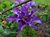 Clematis 'The President - 02